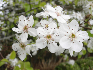 Bradford Pear Tree