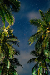 Fototapeta na wymiar stars over palms