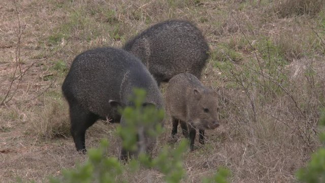 high speed/slow motion shots of javelinas