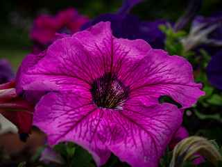 Photo of flowers growing in the city park