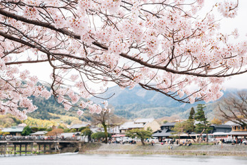 Arashiyama river and old village with cherry blossoms at spring in Kyoto, Japan