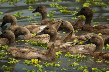 Ducks Swimming in a Balinese Rice Field.  Ducks provide many benefits to the culture of rice growing in Bali. They eat pests and fertilize the fields. 