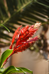 Prairie Dog Drinking Water