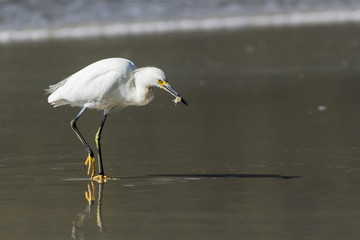 Garça-branca-pequena - Egretta thula