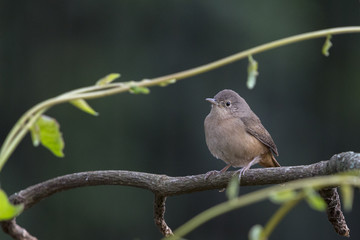 Corruíra - Troglodytes musculus