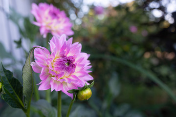 Obraz premium Dahlia flower blooming in a garden