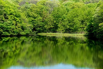 新緑映す水面の情景