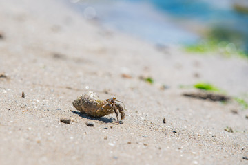 Crab in a shell on a sandy beach