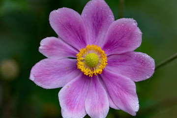 Blooming japanese anemone (hupehensis, thimbleweed, wildflower) isolated macro up close shot with petals showing with few droplets of water.