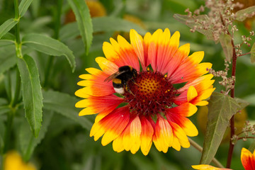 Bee on a daisy flower