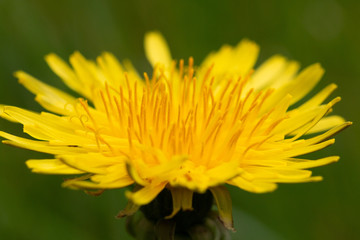 Yellow dandelion flower macro