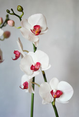 Fototapeta na wymiar Artificial flowers, phalaenopsis.