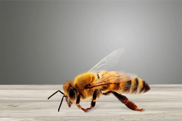 Bee on the wooden desk