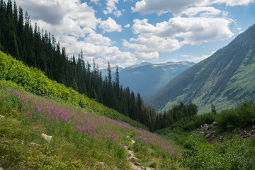 Bugaboos Meadow, British Columbia