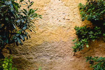 Wall background with texture and plants