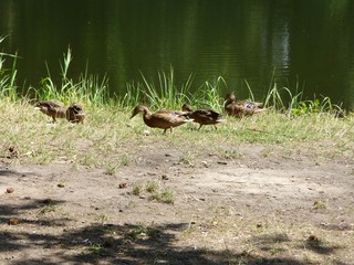 Kaczki szukające pożywienia na brzegu. © Jerzy