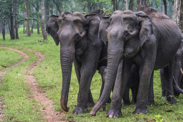 Fototapeta premium Elephant Family