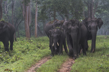Elephant Family © Pradeep
