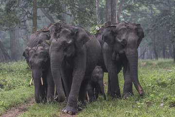 Elephant Family