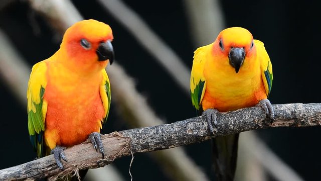 sun conure parrot bird