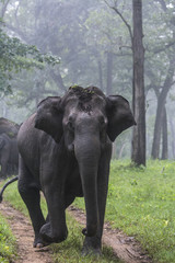 Obraz premium Elephant Family