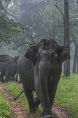 Fototapeta premium Elephant Family