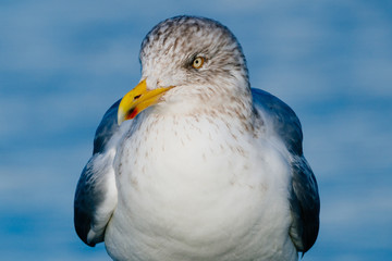 Close-up of a seagull