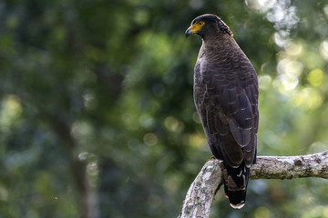 Crested Serpent Eagle