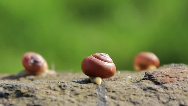 The three snails travel in the same direction