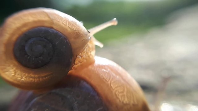 A small snail hitching on a larger snails shell