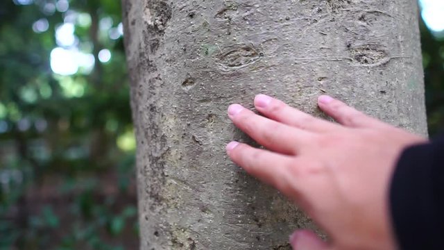 木に触れる男性の手元