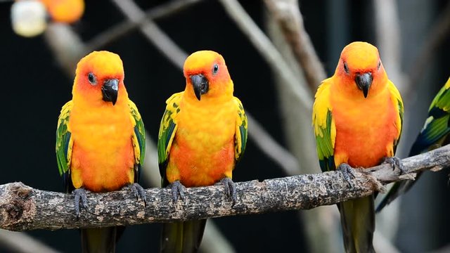 sun conure parrot bird