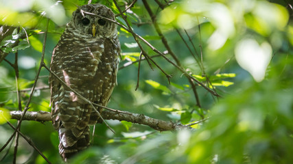 Owl profile shot