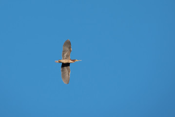 Bird in Sky