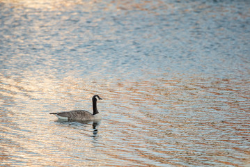 Goose on Lake