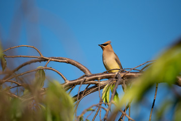 Bird on Tree