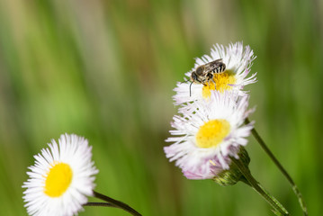 Bee Pollinating