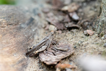 Grasshopper on Tree