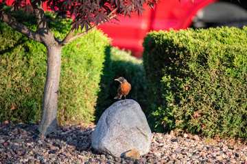 Robin on Rock