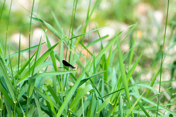 Dragonfly on Grass