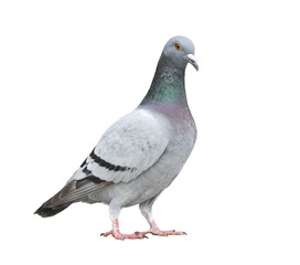 full of homing pigeon bird isolate white background