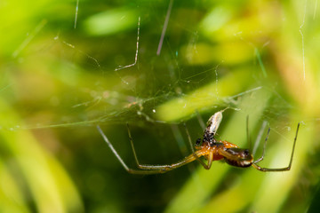 Spider on Web Feeding