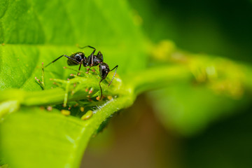 Ant on Leaf