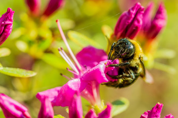 Bumblebee on Flower