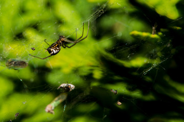 Spider on Web