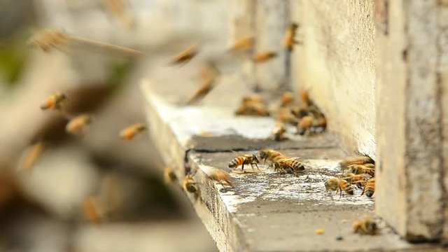 honey bees entering hive