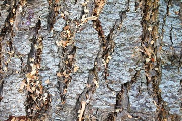 Closeup of rough bark texture with sawdust and wood chips