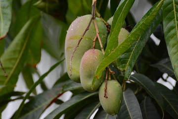 Mangoes