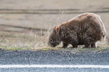 Wombat grazing by the side of the road