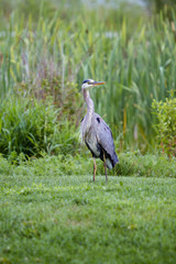 Great Blue Heron 3